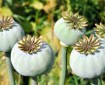 Opium poppies