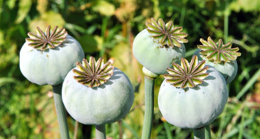 Opium poppies